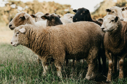 Dit is het geheim van Nieuw Zeeland lamsvlees