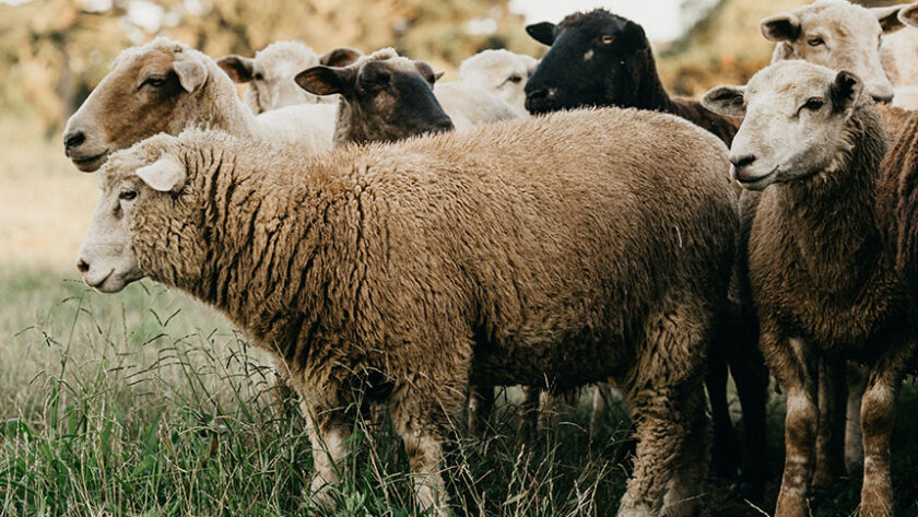 Dit is het geheim van Nieuw Zeeland lamsvlees